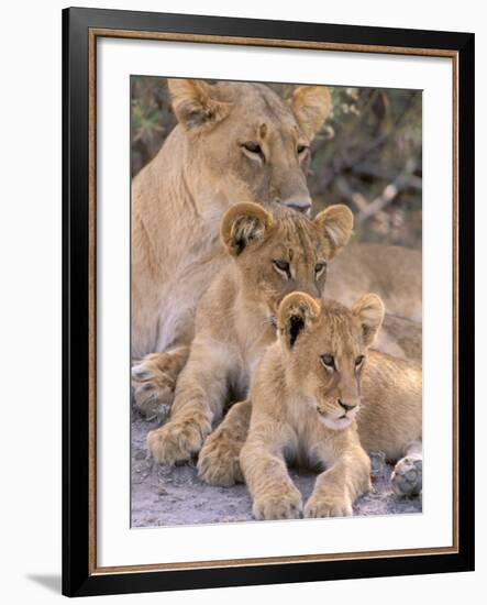 Lioness and Cubs, Okavango Delta, Botswana-Pete Oxford-Framed Photographic Print