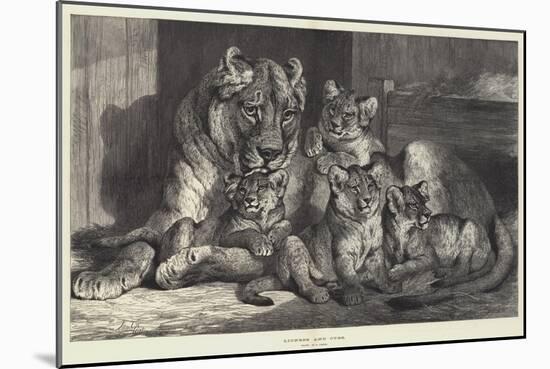 Lioness and Cubs-Samuel John Carter-Mounted Giclee Print