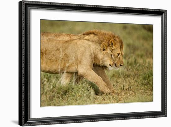 Lioness and Lion-null-Framed Photographic Print