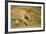 Lioness and Lion-null-Framed Photographic Print