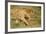 Lioness and Lion-null-Framed Photographic Print