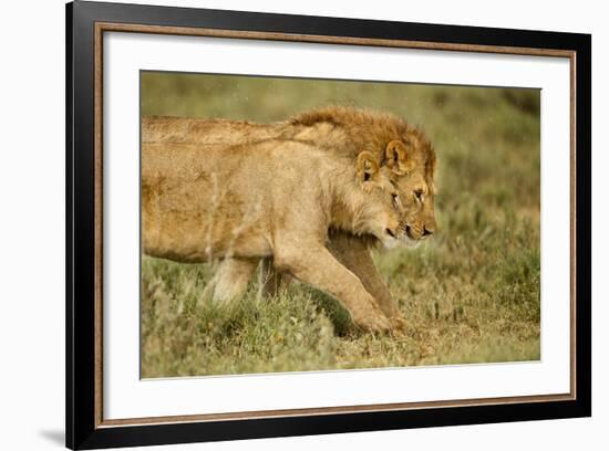 Lioness and Lion-null-Framed Photographic Print