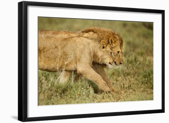 Lioness and Lion-null-Framed Photographic Print