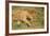 Lioness and Lion-null-Framed Photographic Print