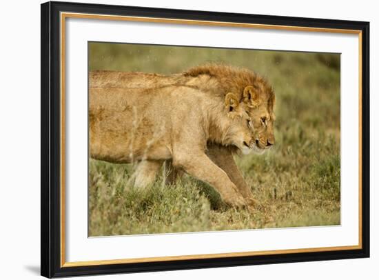 Lioness and Lion-null-Framed Photographic Print