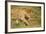 Lioness and Lion-null-Framed Photographic Print