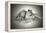 Lioness and Son Sitting and Nuzzling in Botswana Grassland, Africa-Sheila Haddad-Framed Premier Image Canvas