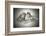 Lioness and Son Sitting and Nuzzling in Botswana Grassland, Africa-Sheila Haddad-Framed Photographic Print