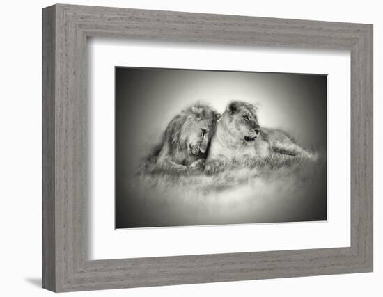 Lioness and Son Sitting and Nuzzling in Botswana Grassland, Africa-Sheila Haddad-Framed Photographic Print