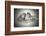 Lioness and Son Sitting and Nuzzling in Botswana Grassland, Africa-Sheila Haddad-Framed Photographic Print