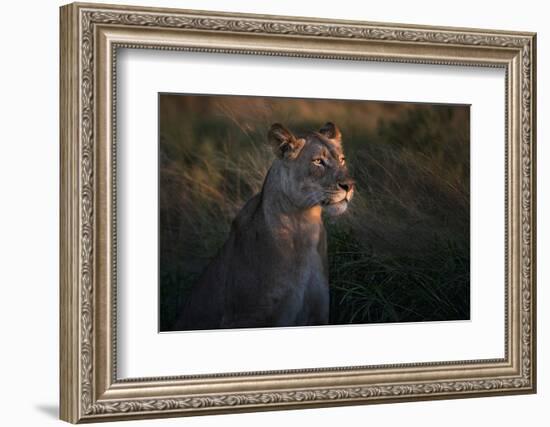 Lioness at firt day ligth-Xavier Ortega-Framed Photographic Print