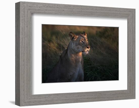 Lioness at firt day ligth-Xavier Ortega-Framed Photographic Print