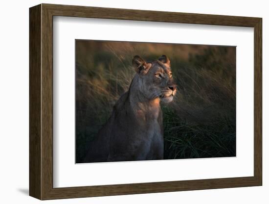 Lioness at firt day ligth-Xavier Ortega-Framed Photographic Print