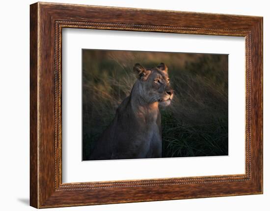 Lioness at firt day ligth-Xavier Ortega-Framed Photographic Print