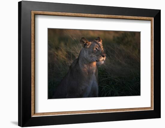 Lioness at firt day ligth-Xavier Ortega-Framed Photographic Print