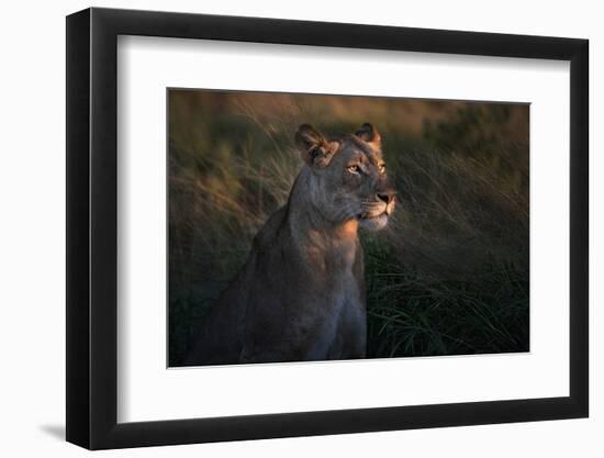 Lioness at firt day ligth-Xavier Ortega-Framed Photographic Print