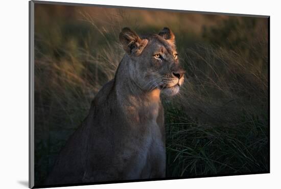 Lioness at firt day ligth-Xavier Ortega-Mounted Photographic Print