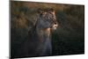 Lioness at firt day ligth-Xavier Ortega-Mounted Photographic Print