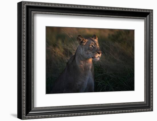 Lioness at firt day ligth-Xavier Ortega-Framed Photographic Print
