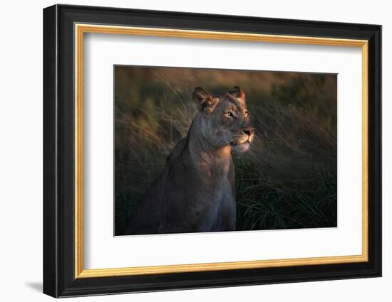 Lioness at firt day ligth-Xavier Ortega-Framed Photographic Print