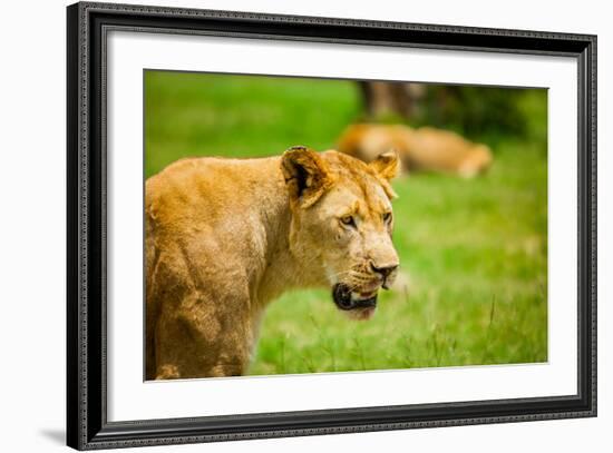 Lioness at Kruger National Park, Johannesburg, South Africa, Africa-Laura Grier-Framed Photographic Print