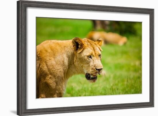 Lioness at Kruger National Park, Johannesburg, South Africa, Africa-Laura Grier-Framed Photographic Print