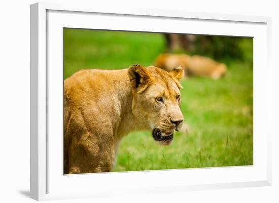 Lioness at Kruger National Park, Johannesburg, South Africa, Africa-Laura Grier-Framed Photographic Print