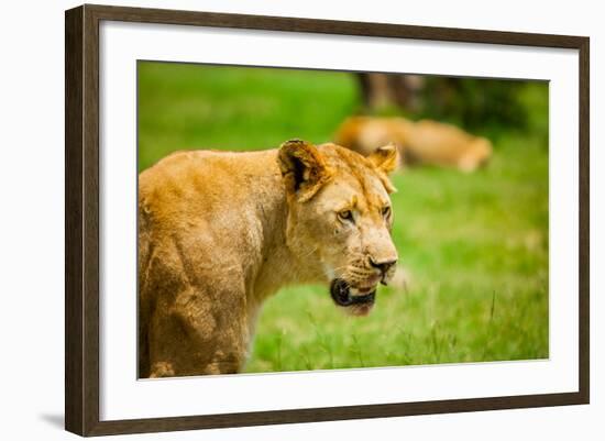 Lioness at Kruger National Park, Johannesburg, South Africa, Africa-Laura Grier-Framed Photographic Print