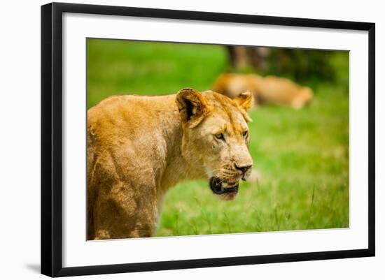 Lioness at Kruger National Park, Johannesburg, South Africa, Africa-Laura Grier-Framed Photographic Print