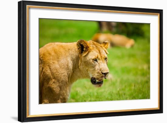 Lioness at Kruger National Park, Johannesburg, South Africa, Africa-Laura Grier-Framed Photographic Print