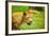 Lioness at Kruger National Park, Johannesburg, South Africa, Africa-Laura Grier-Framed Photographic Print