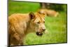 Lioness at Kruger National Park, Johannesburg, South Africa, Africa-Laura Grier-Mounted Photographic Print