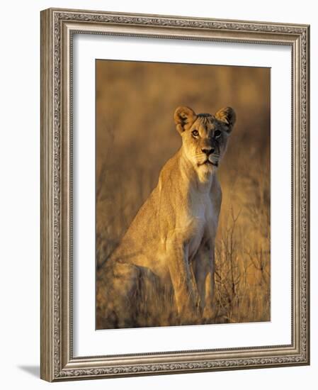 Lioness at Sunrise (Panthera Leo) Kalahari Gemsbok National Park South Africa-Tony Heald-Framed Photographic Print