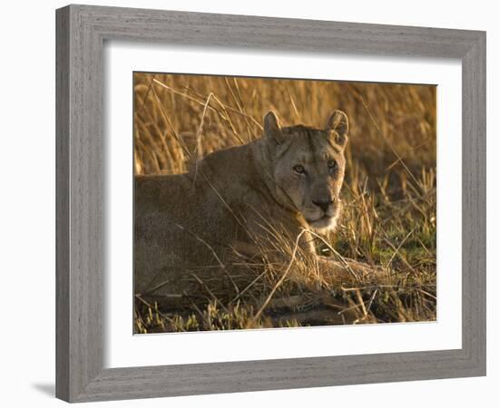 Lioness, Busanga Plains, Kafue National Park, Zambia, Africa-Sergio Pitamitz-Framed Photographic Print