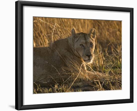 Lioness, Busanga Plains, Kafue National Park, Zambia, Africa-Sergio Pitamitz-Framed Photographic Print