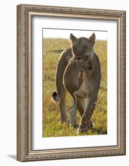 Lioness Carrying her Cub-Martin Fowkes-Framed Giclee Print