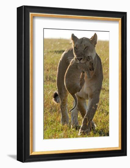 Lioness Carrying her Cub-Martin Fowkes-Framed Giclee Print