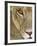 Lioness Close-Up Tanzania Africa-null-Framed Photographic Print