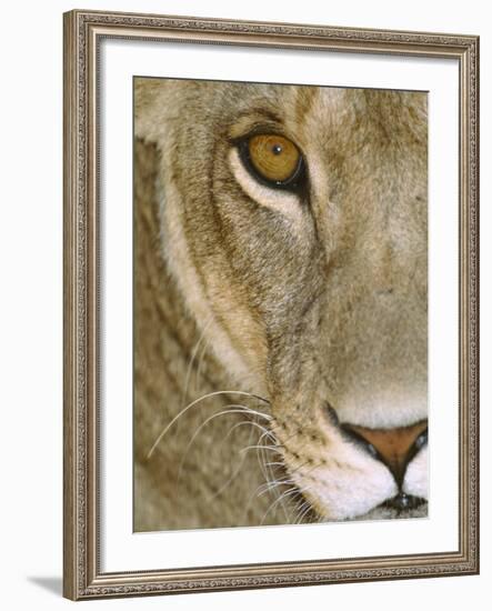 Lioness Close-Up Tanzania Africa-null-Framed Photographic Print