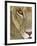 Lioness Close-Up Tanzania Africa-null-Framed Photographic Print