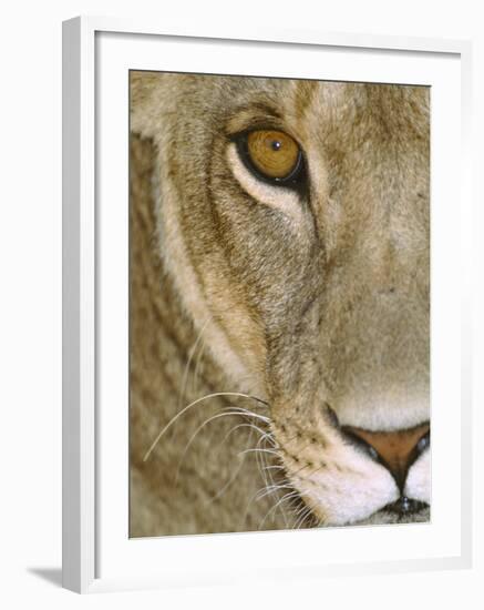 Lioness Close-Up Tanzania Africa-null-Framed Photographic Print