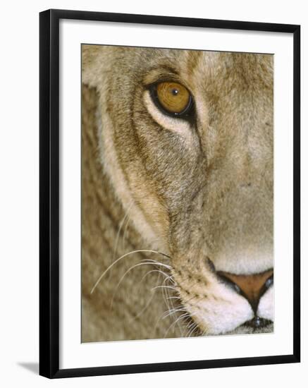 Lioness Close-Up Tanzania Africa-null-Framed Photographic Print