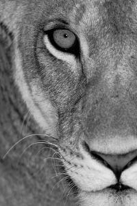 Image result for paintings and artwork sad lioness