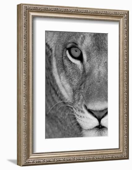 Lioness Close-Up Tanzania Africa-null-Framed Photographic Print