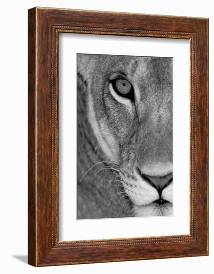 Lioness Close-Up Tanzania Africa-null-Framed Photographic Print