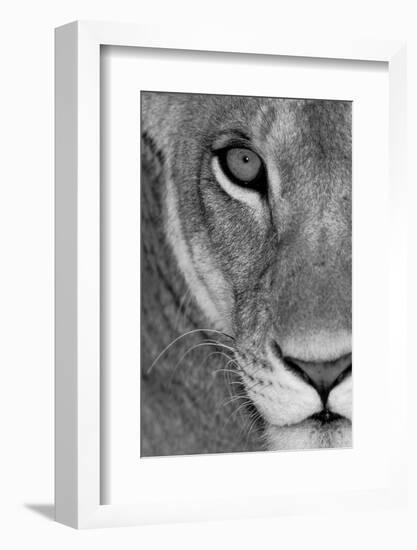 Lioness Close-Up Tanzania Africa-null-Framed Photographic Print