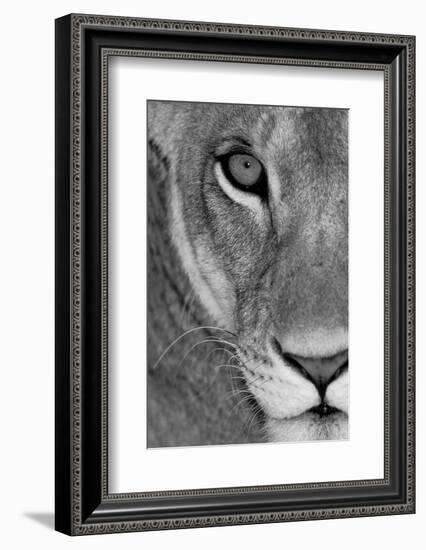 Lioness Close-Up Tanzania Africa-null-Framed Photographic Print