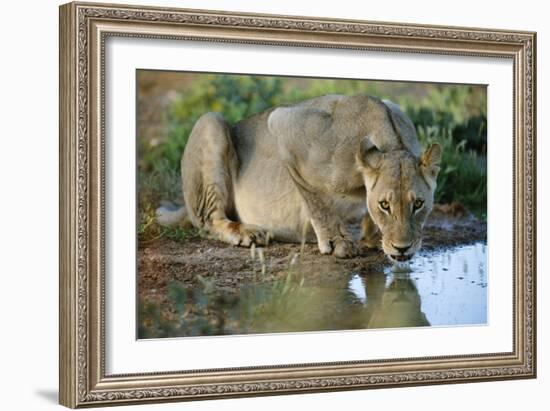 Lioness Drinking-Tony Camacho-Framed Photographic Print
