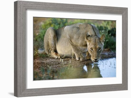 Lioness Drinking-Tony Camacho-Framed Photographic Print