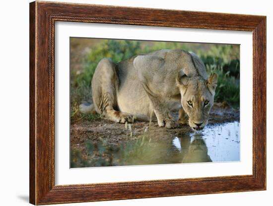 Lioness Drinking-Tony Camacho-Framed Photographic Print